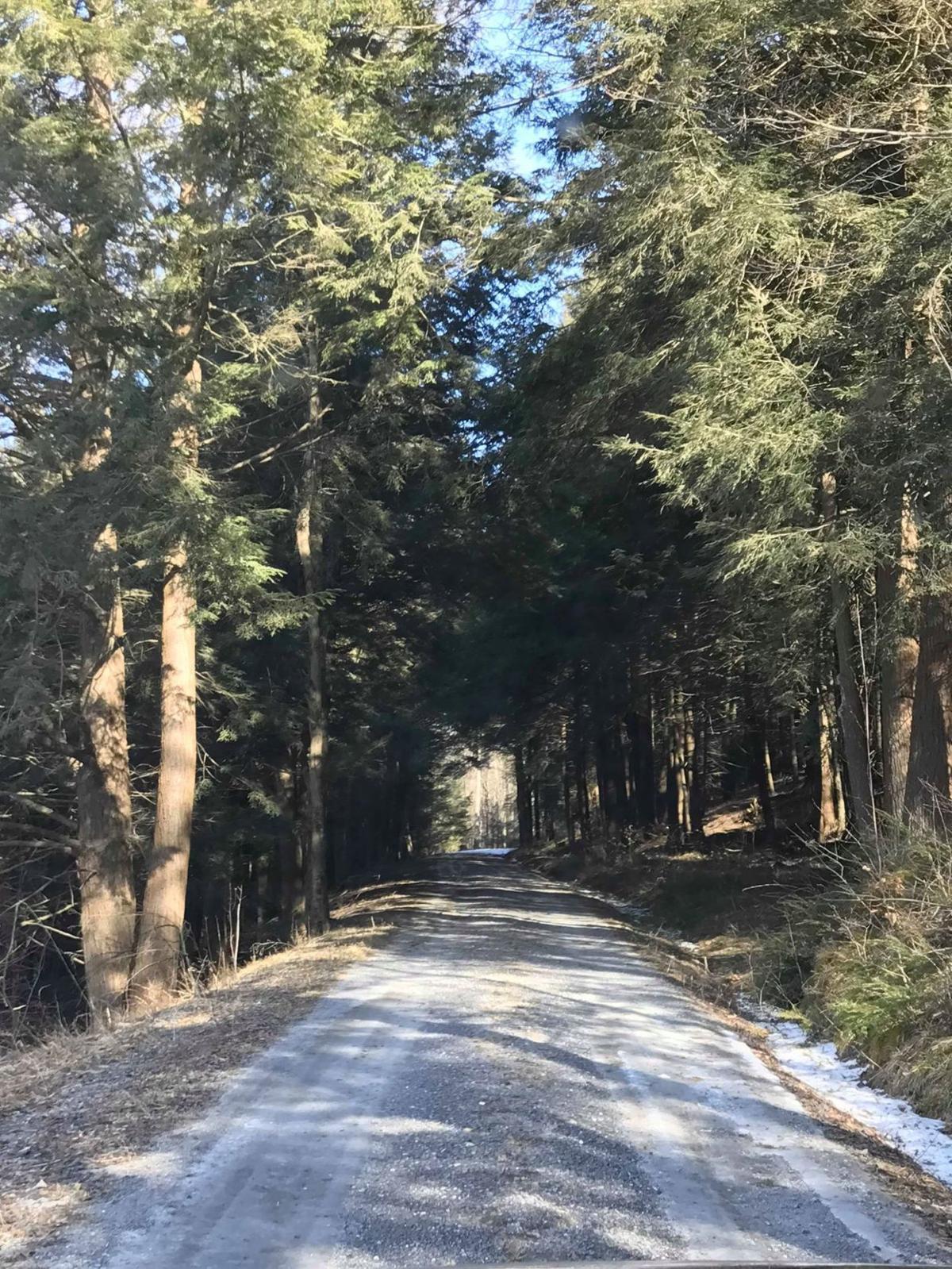 Walking Past Ghost Tree In Madisons >> Tioga County Is Also Home To Ghosts Special Sections Walking Past Ghost Tree In Madisons >> Tioga County Is Also Home To Ghosts Special Sections