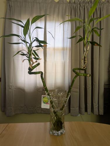 moonlight philodendron Philodendron Moonlight, Natures Way main image 0