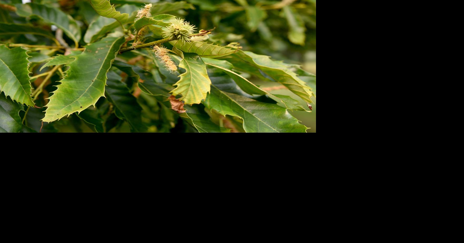 Chestnuts growing ‘neath the stairs: Local man’s efforts to grow trees sees success