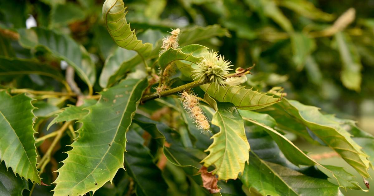 Chestnuts growing ‘neath the stairs: Local man's efforts to grow trees sees success