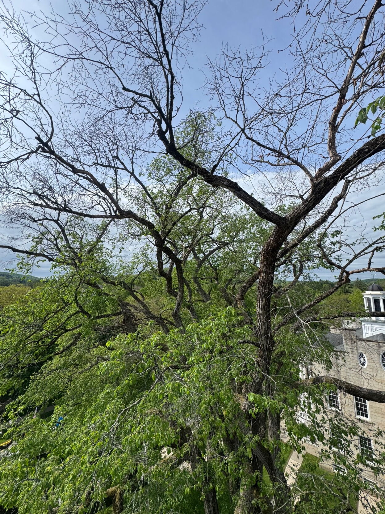 End of an era: Elm tree is coming down | Local | tiogapublishing.com