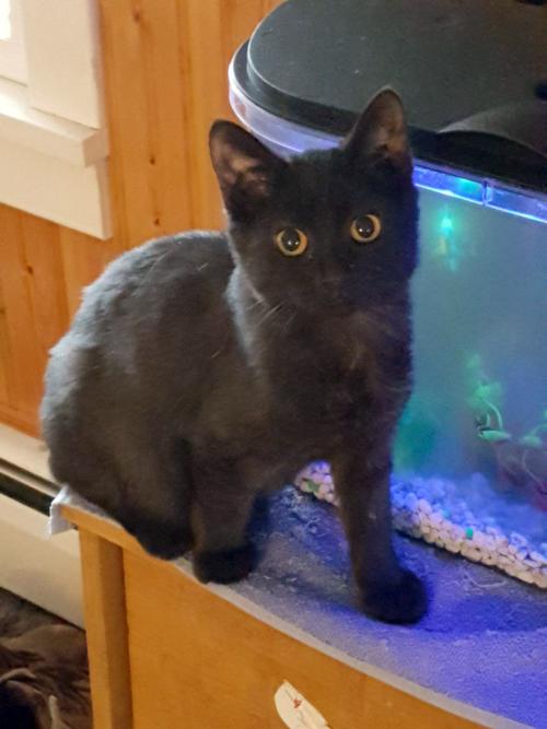 PCAAP Cat of the Week