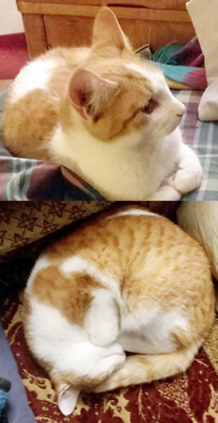 PCAAP Cat of the Week