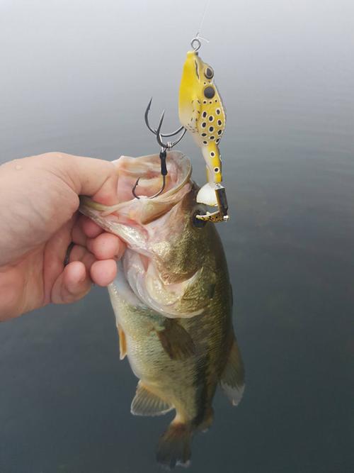 Nessmuk Lake Bass
