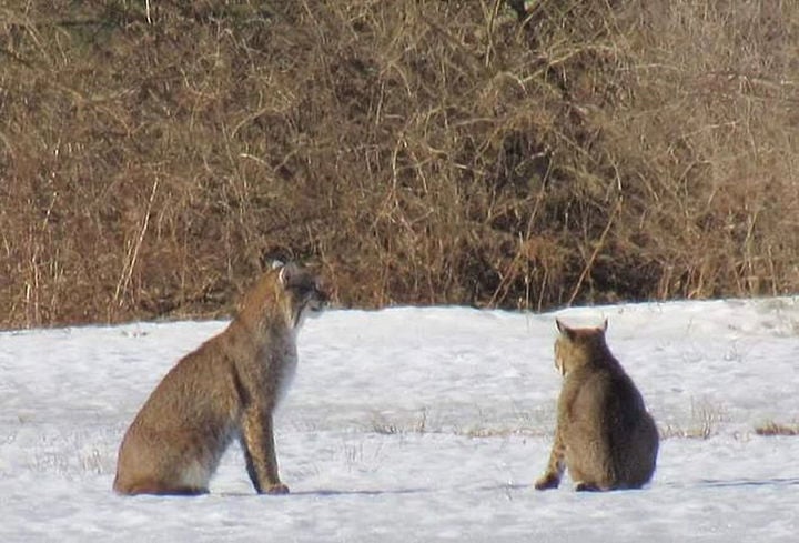 Cherry Flats bobcats