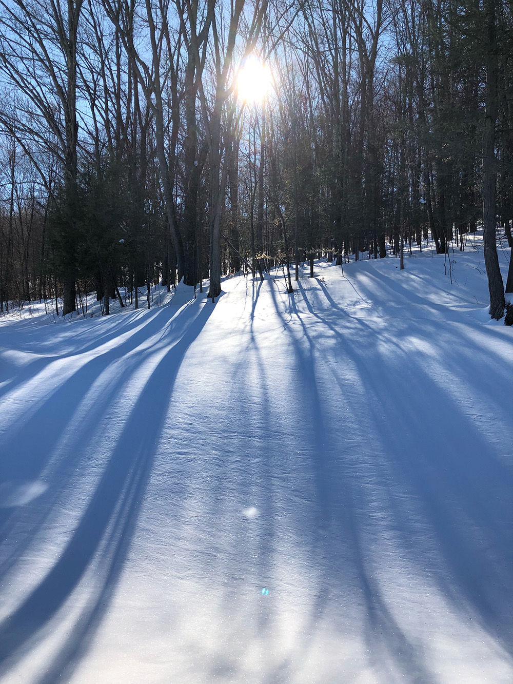 Backlit trees and shadows on snow