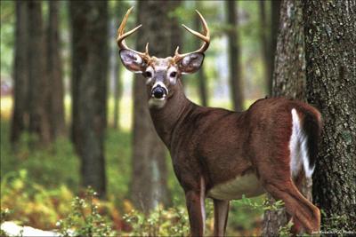 Potter County Deer Population Looks Promising Outdoors Tiogapublishing Com