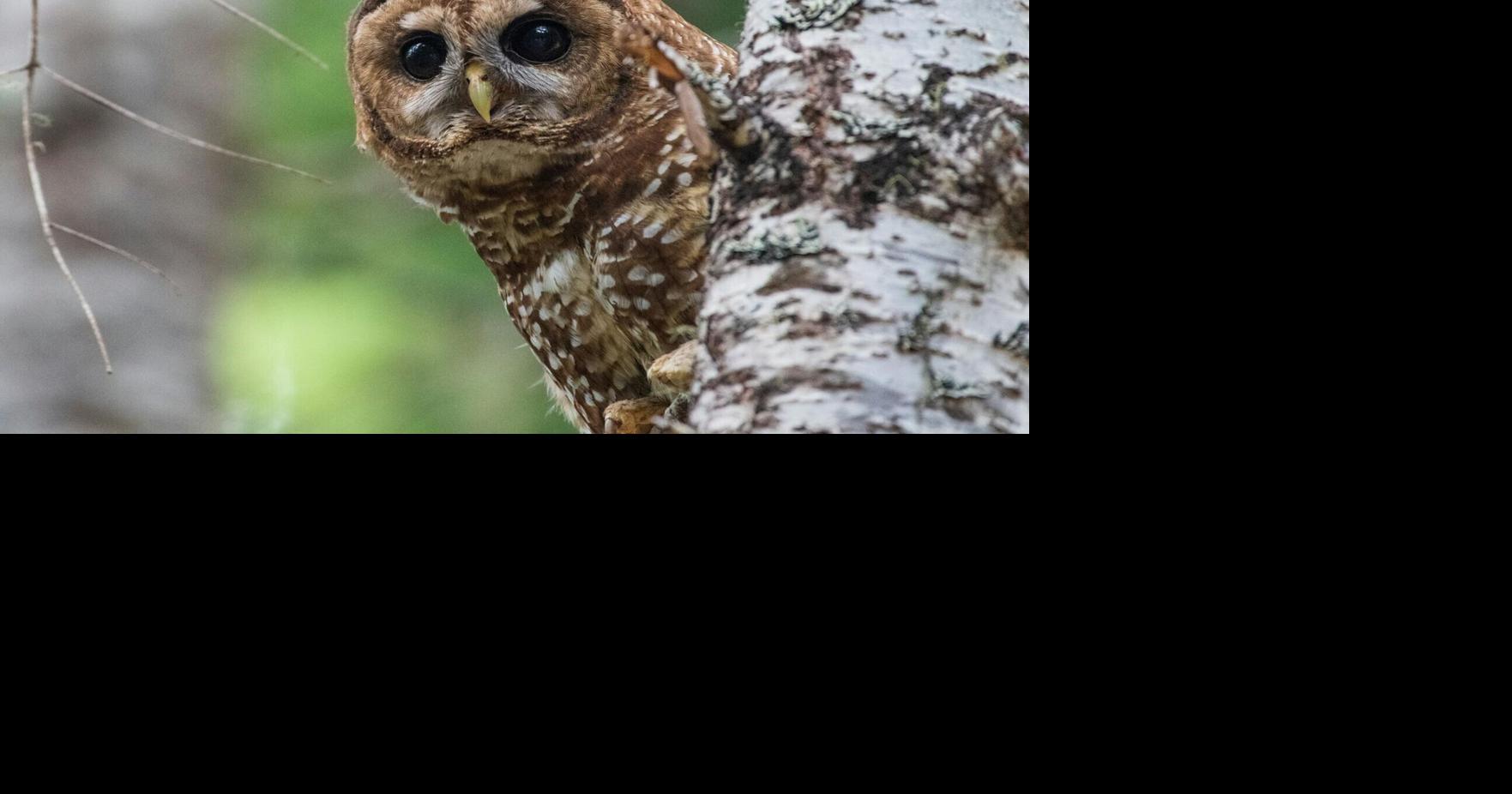 How redefining one word strips the Endangered Species Act’s ability to protect vital habitat