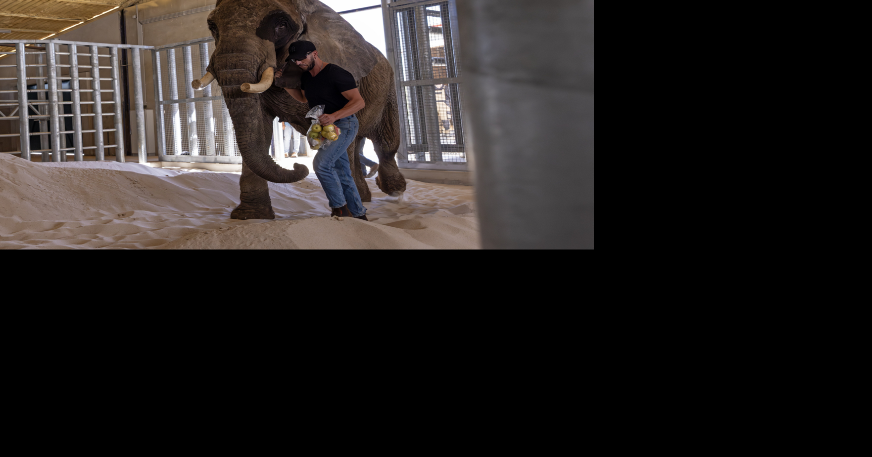 Circus elephant retires to sanctuary after performing for 40 years