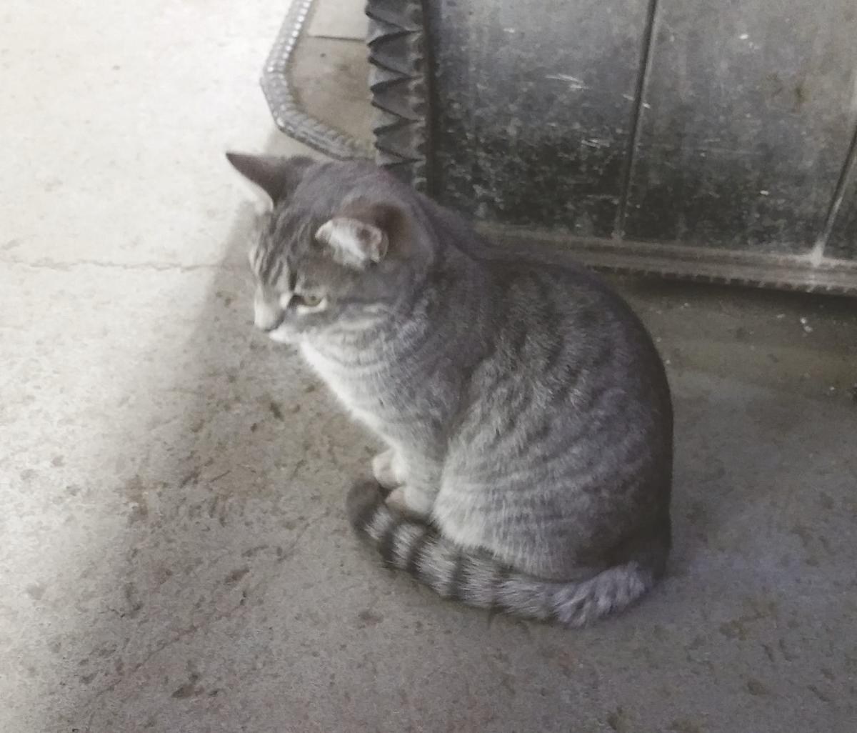 Feral Cat Issue Prevalent Throughout County The Wellsboro Mansfield Gazette Tiogapublishing Com