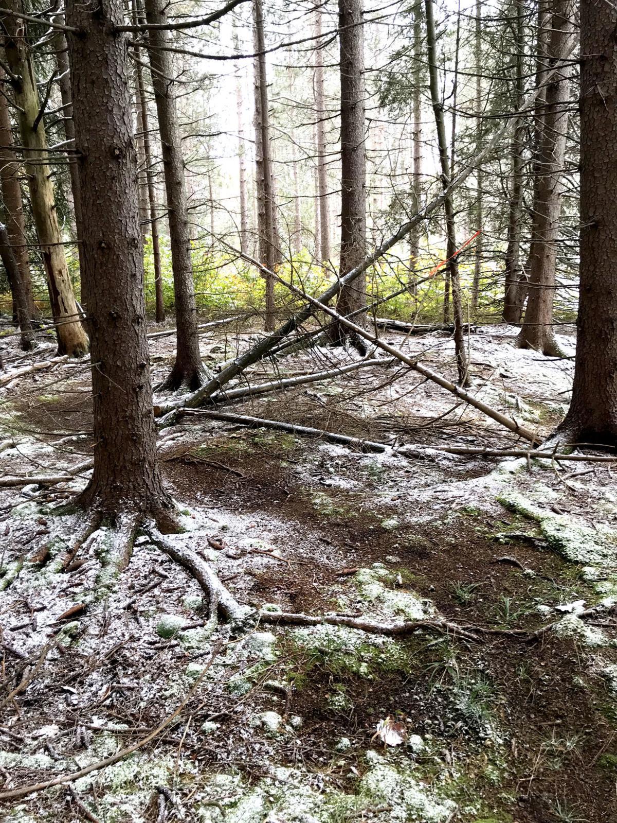 On The Trail Of Sasquatch Opinion Tiogapublishing Com