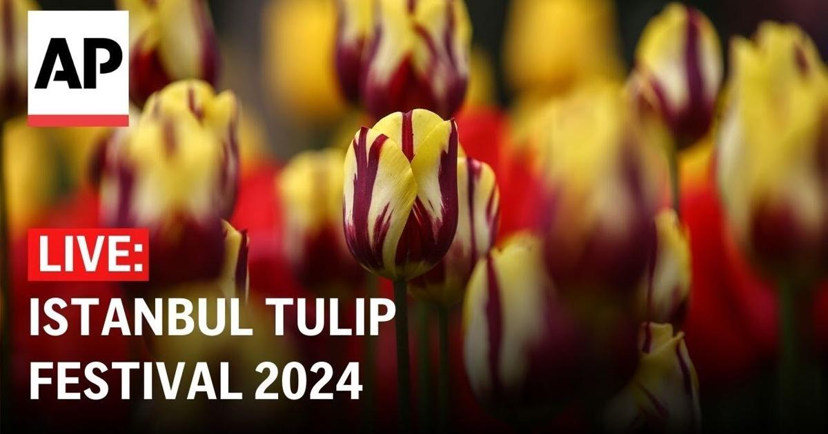 Istanbul Tulip Festival LIVE: Colorful flowers mark the arrival of ...