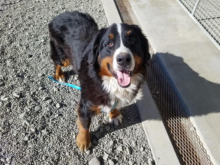 second chance animal rescue of fayette county