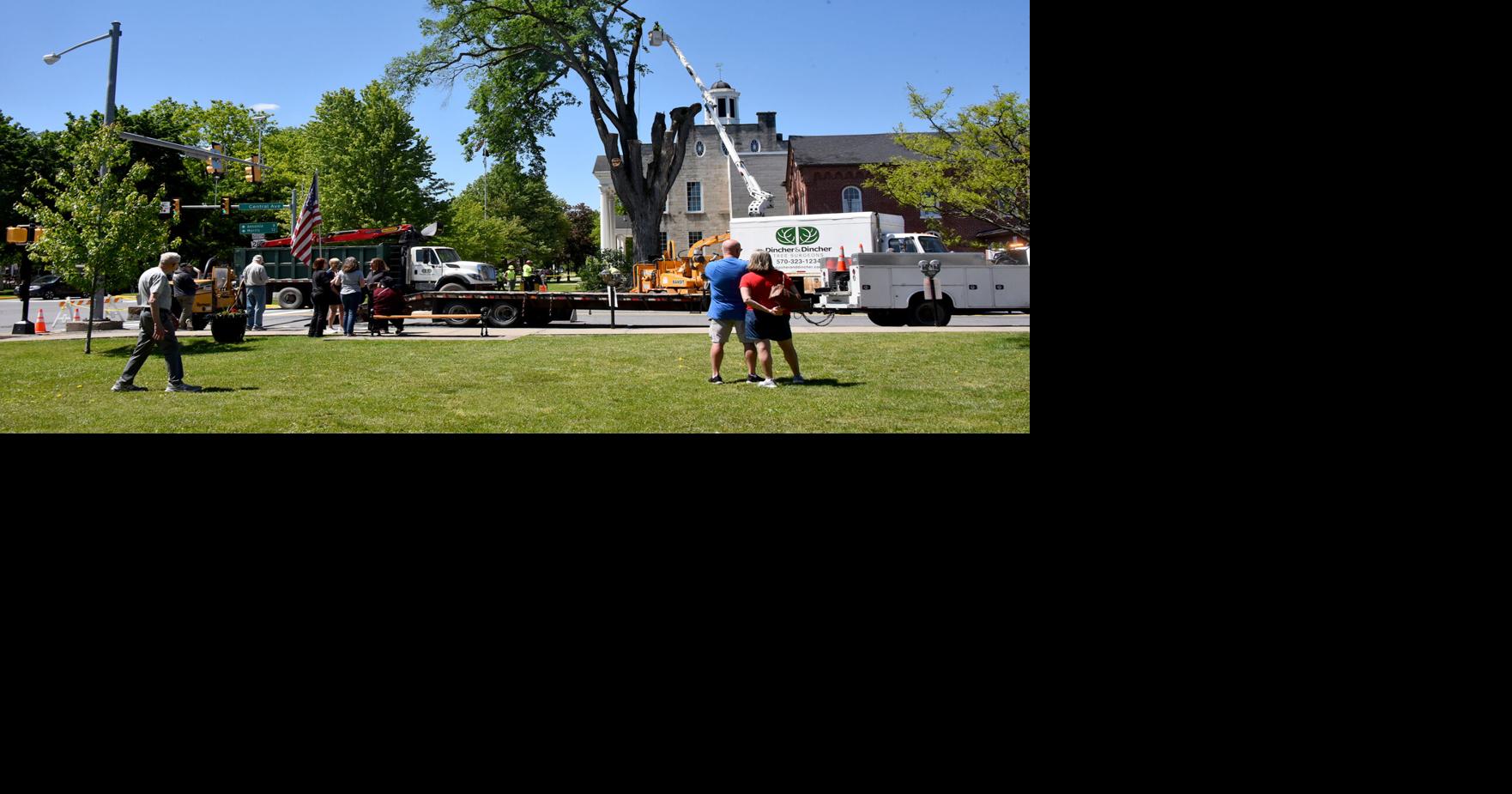 Jailhouse Elm comes down, next life is as furniture
