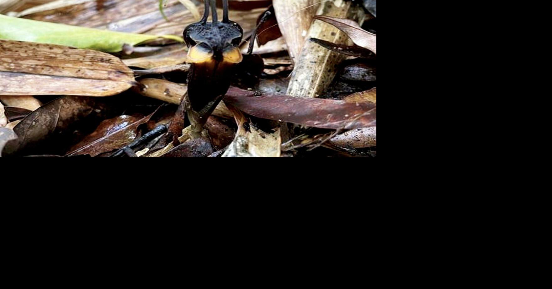 ‘Devil flower’ with demonic ‘horns’ discovered in Thailand