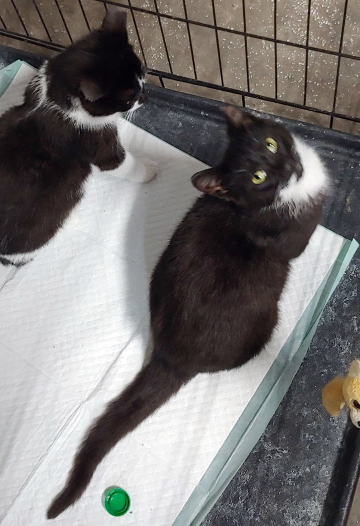 PCAAP Cat of the Week