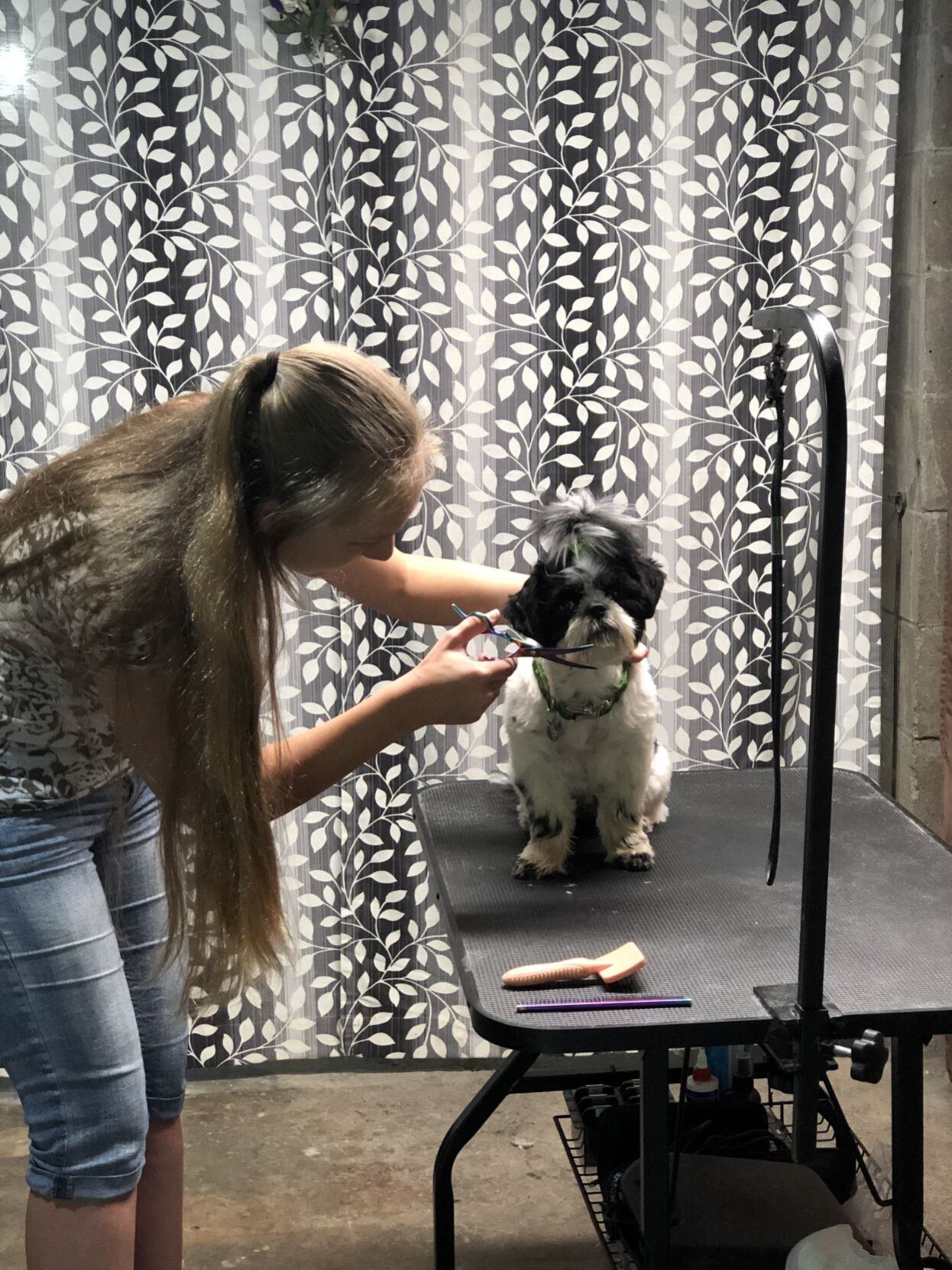 dog groomers for nervous dogs near me