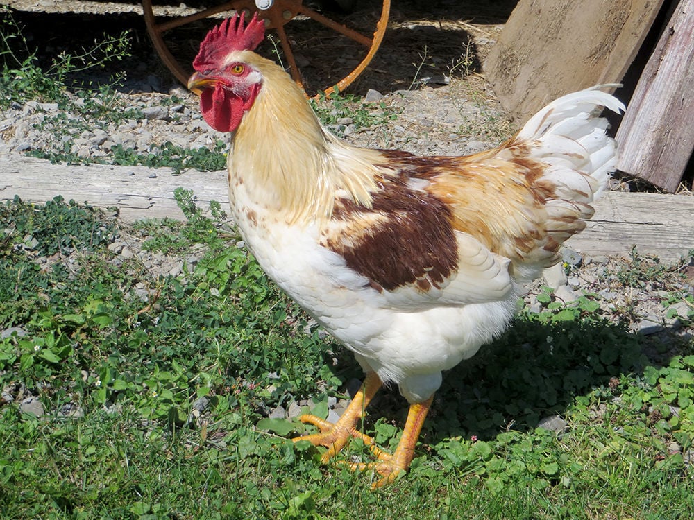Chicks returning to stores