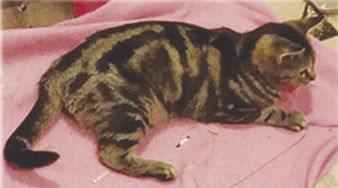 PCAAP Cat of the Week