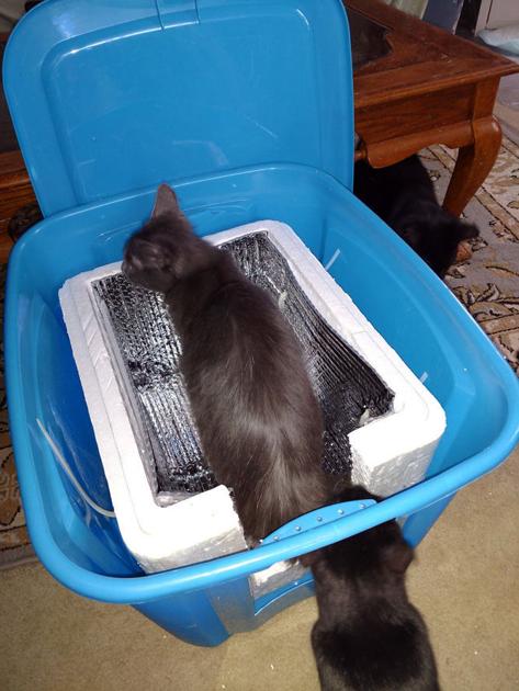 Four Ways To Prepare Pets For Cold Weather Local Tiogapublishing Com Four Ways To Prepare Pets For Cold Weather Local Tiogapublishing Com