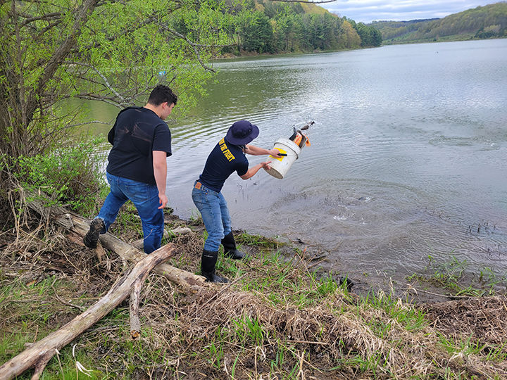 Trout stocking