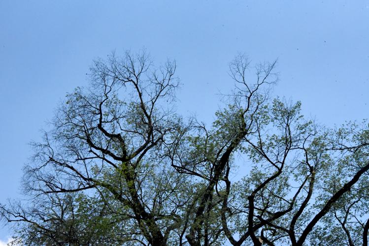 End of an era: Elm tree is coming down | Local | tiogapublishing.com