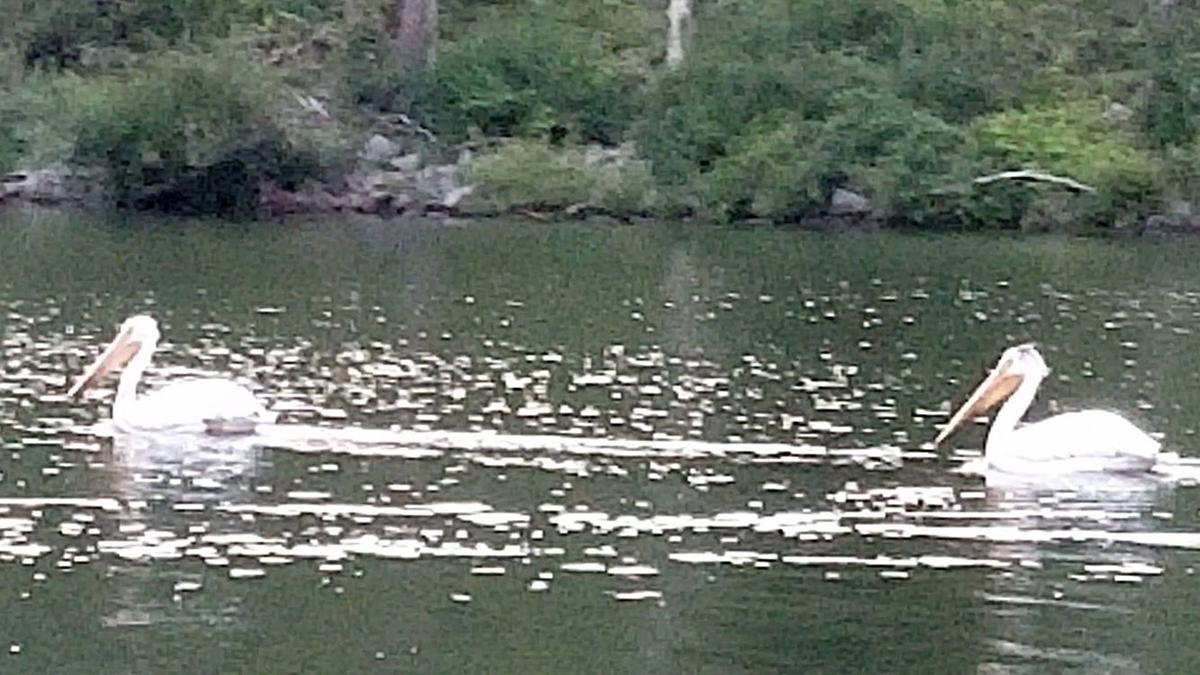 Pelicans spotted on Hammond Lake