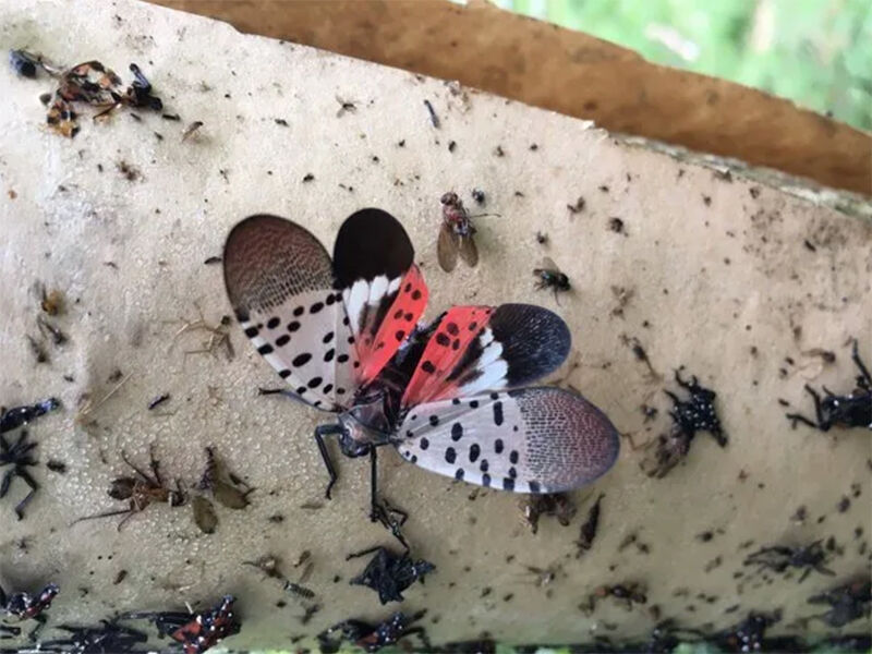 Spotted Lanternfly Hits New Stage: How To Spot The Pests In MD