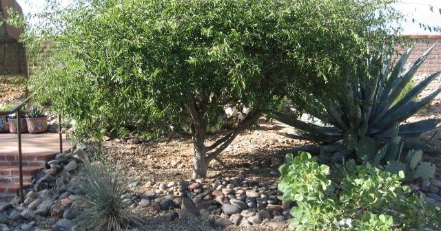 Green Valley Gardeners: Handsome hackberry for bird lovers