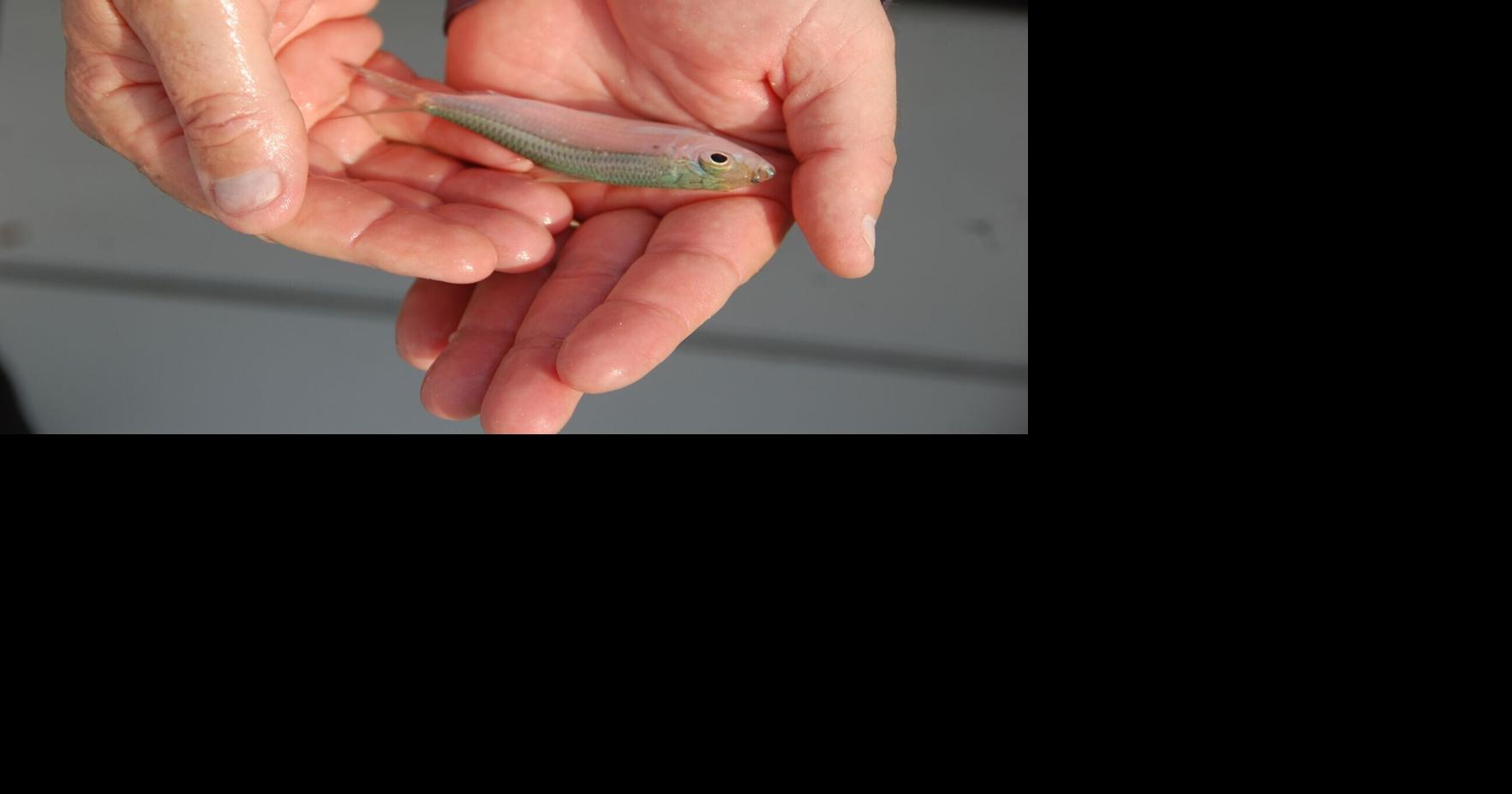 Quality bait well worth the trouble to get fish on the line