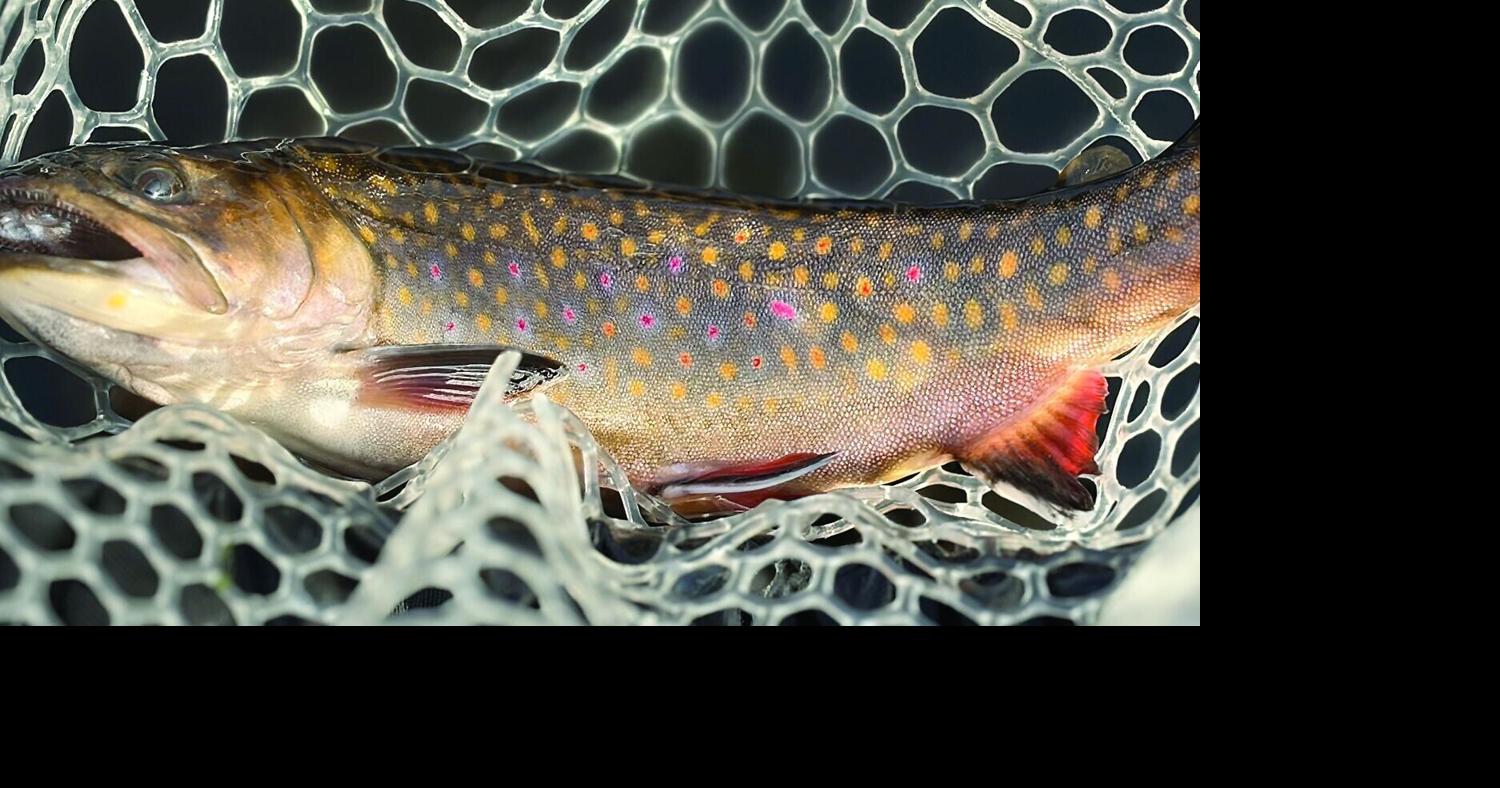 North Country Angling: Premonitions of an angler