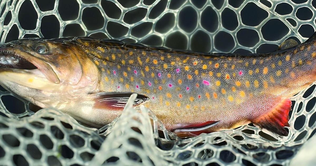 North Country Angling: Premonitions of an angler