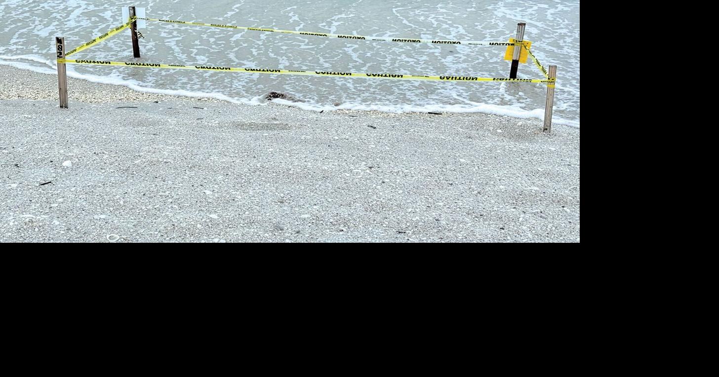 Rising Tides and Sea Turtles