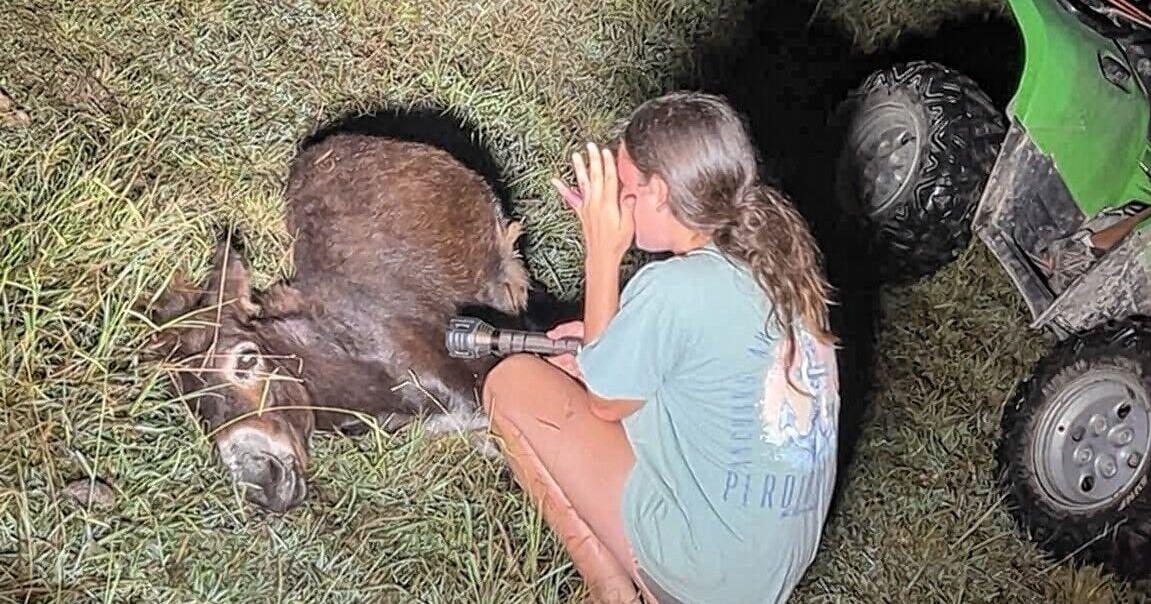 Nearly $100K raised after Cedartown donkey shot by police