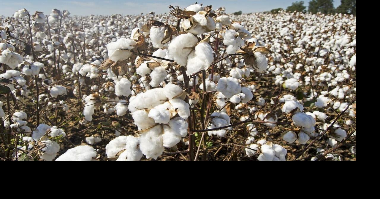 Cotton acres up this year | John Lindt