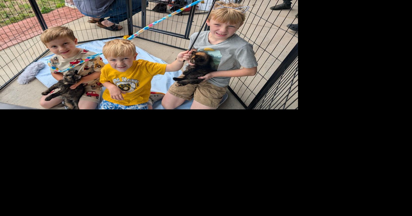 Kites and kittens for kids