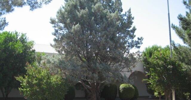 Green Valley Gardeners: Conifers that can adapt to the desert