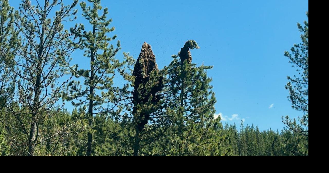 Bees still swarming on highway 191 near West Yellowstone