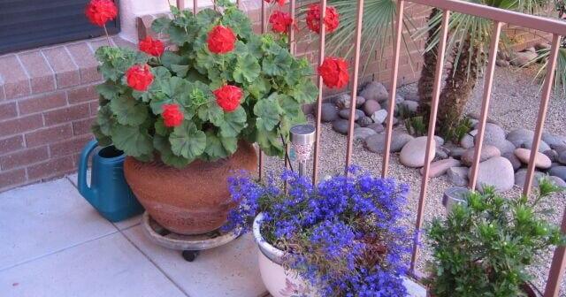 Green Valley Gardeners: Making container gardens easy