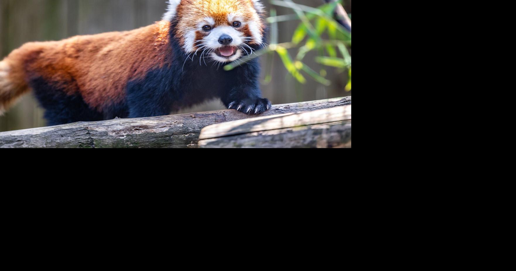 Utica Zoo wishes farewell to red panda, as he leaves to start a family of his own
