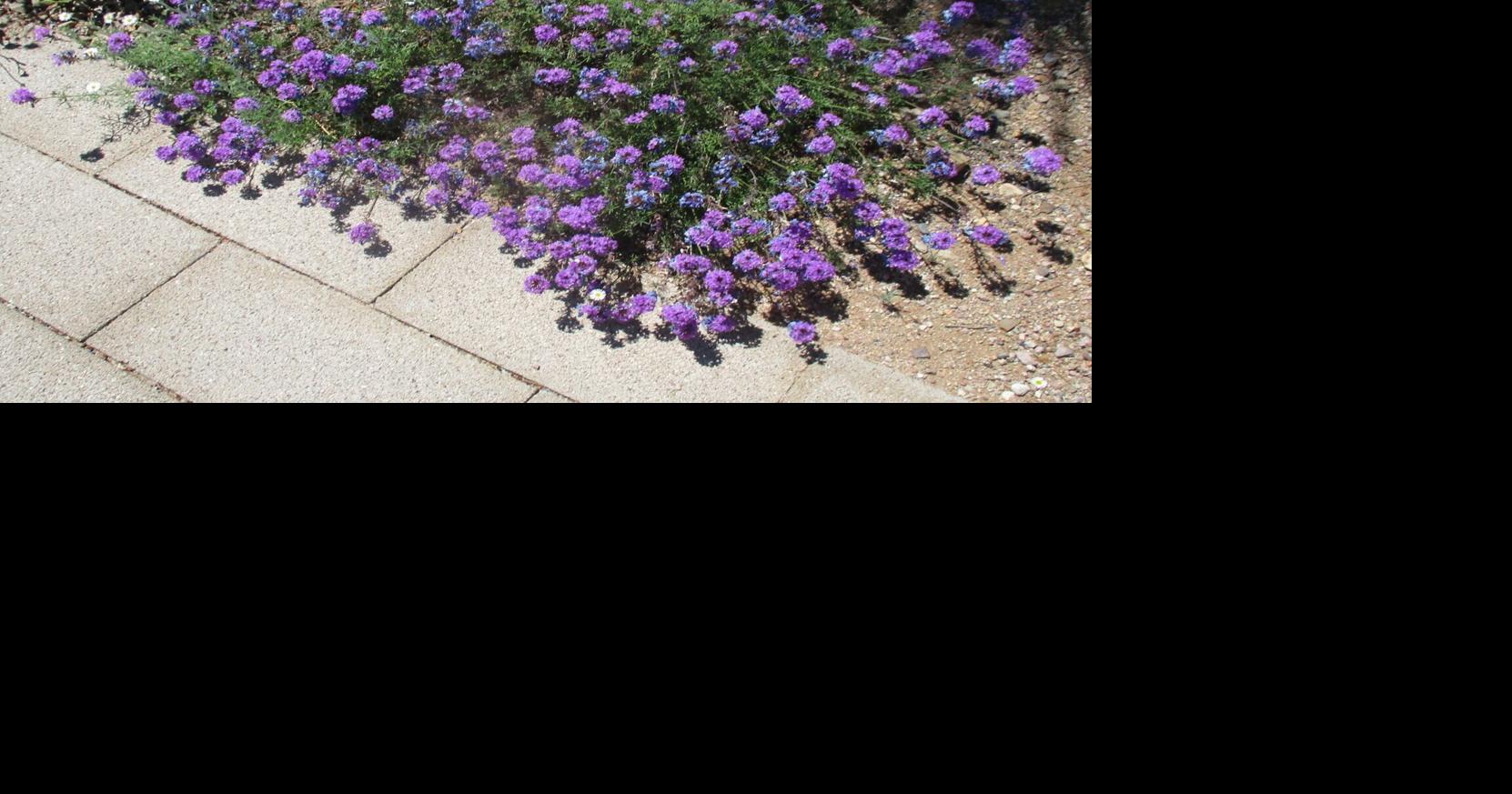 Green Valley Gardeners: Abundant blossoms for the monsoon