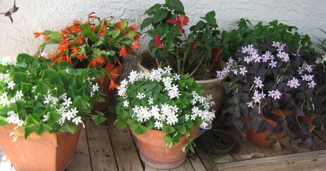 Green Valley Gardeners: Growing convenient gardens with containers