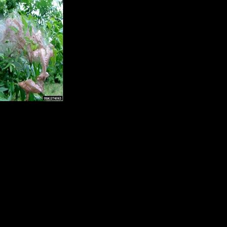 GARDENING WITH THE MASTERS: Webs on Tree Branches