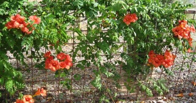 Green Valley Gardeners: Adding vines to the landscape