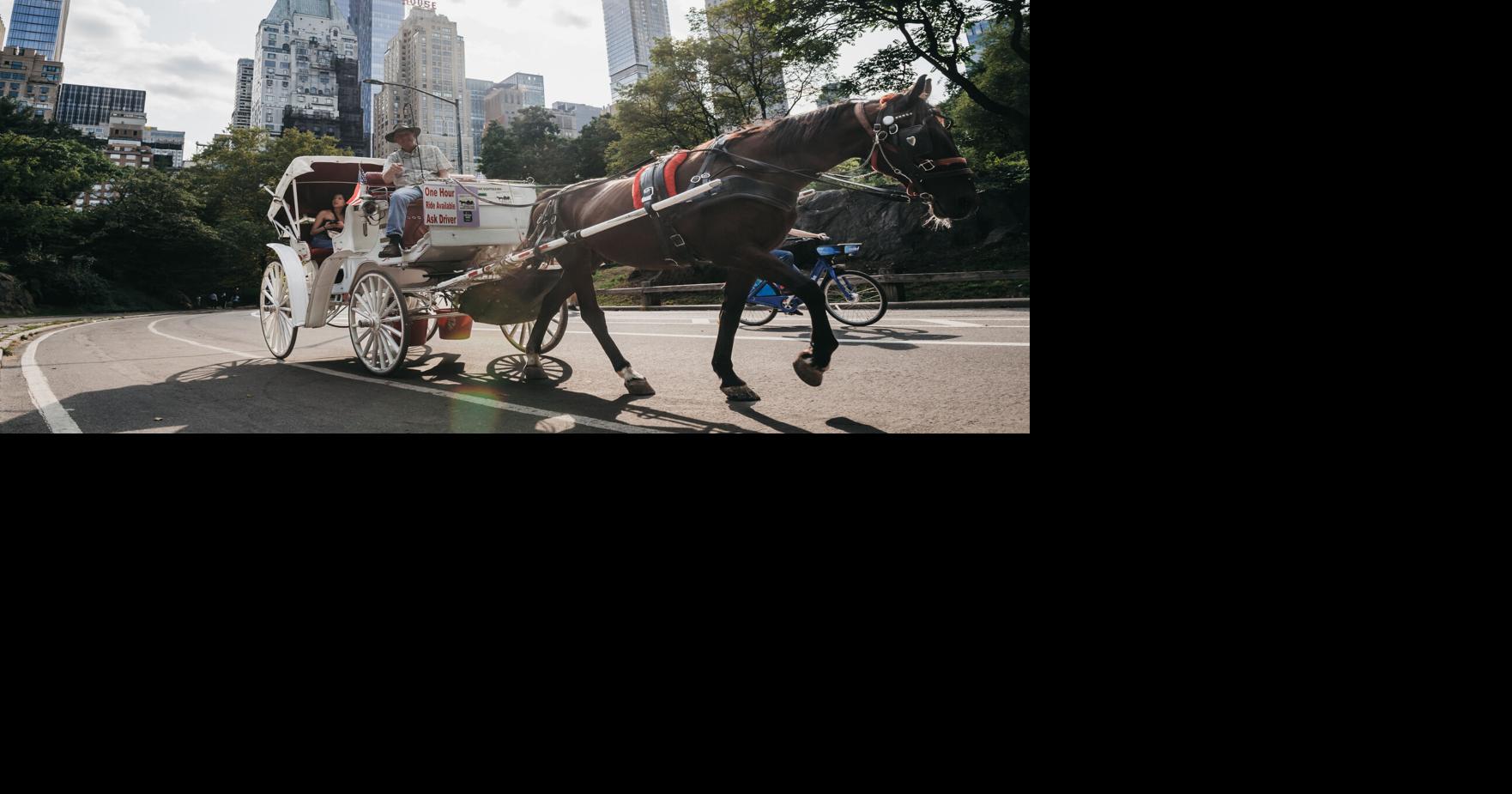 New York City Passes Horse Carriage Ban, Ending a Central Park Tradition
