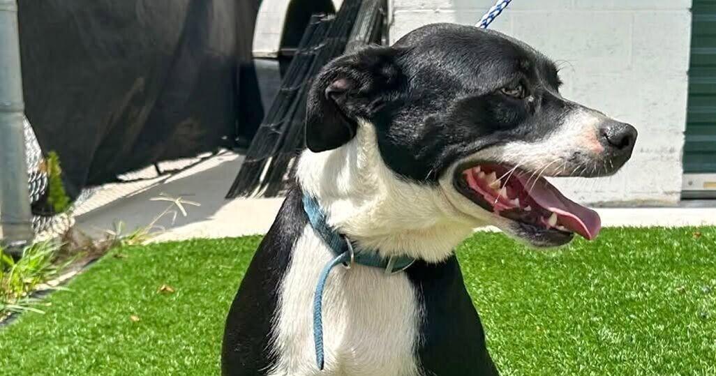 Shelter full as Catoosa seeks pet adopters now