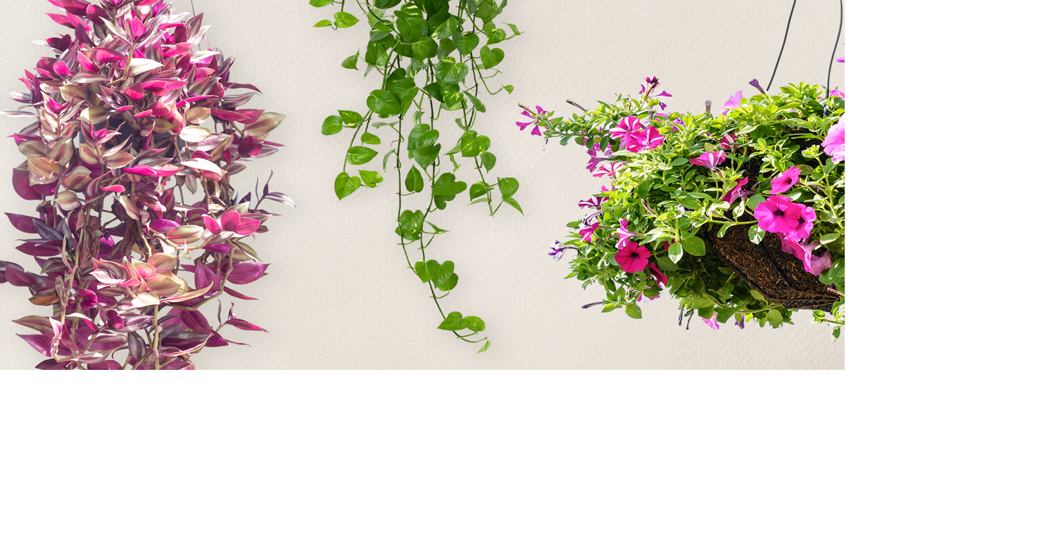 Hang Loose: Hanging Plant Guide | Gardening | topsinlex.com
