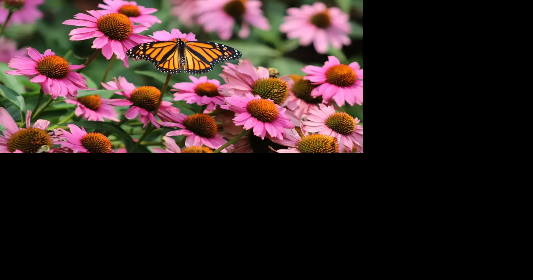 5 Native Plants Every Kentucky Gardener Should Know | Gardening ...