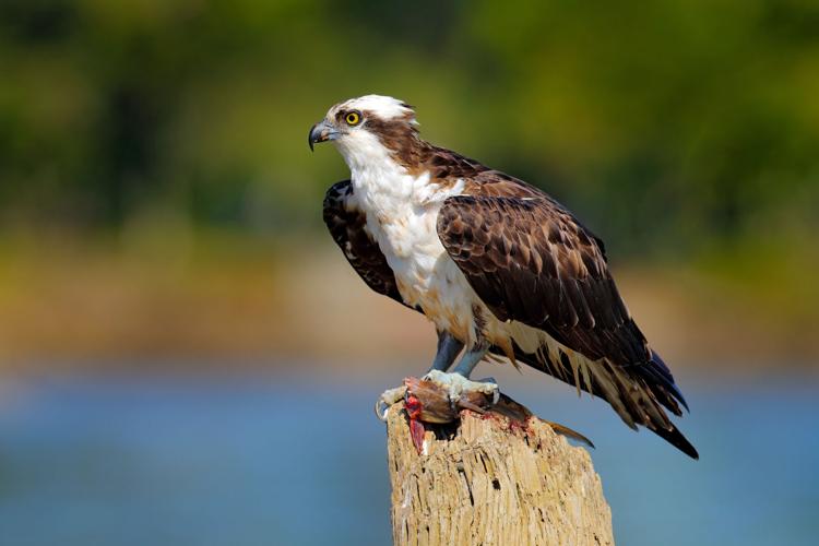 Osprey with fish. Bird of prey Osprey, Pandion haliaetus, feeding on caught fish, Mexico. Wildlife scene from nature. Eagle with dead fish. Bird behaviour on the river.
