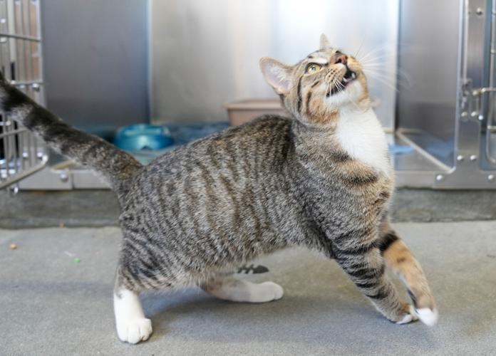 Adorable Pets for Adoption at Lake Martin Humane Society